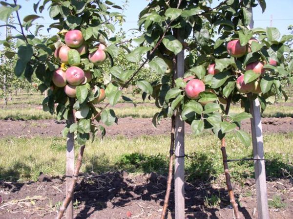 Описание карликового сорта яблони Братчуд