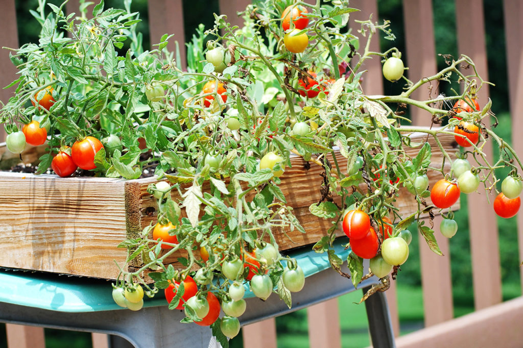 Особенности выращивания ампельных томатов