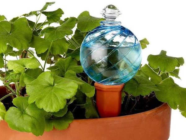 Почему не цветет герань в домашних условиях: причины