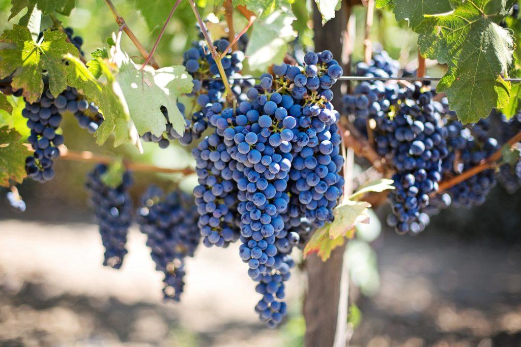 Почему осыпаются кисти винограда