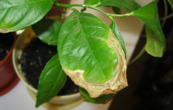 Почему у лимона желтеют листья в домашних условиях