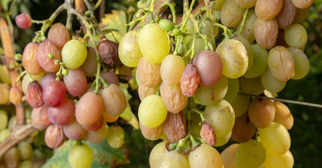 Почему вянут кисти винограда при созревании