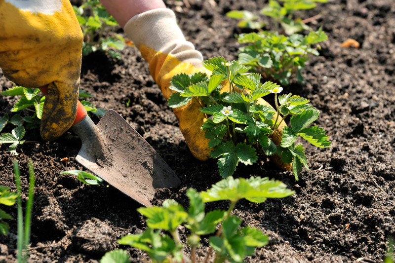Почва для клубники садовой: подготовка, состав
