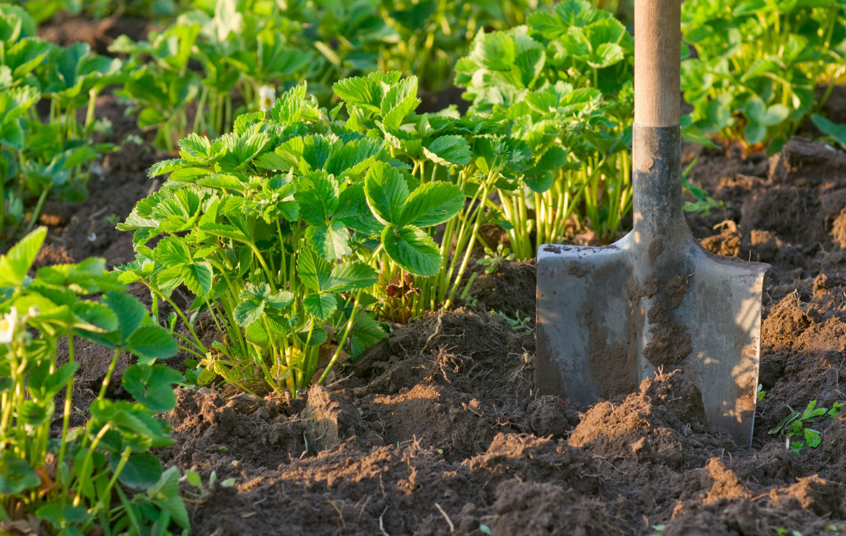 Почва для клубники садовой: подготовка, состав