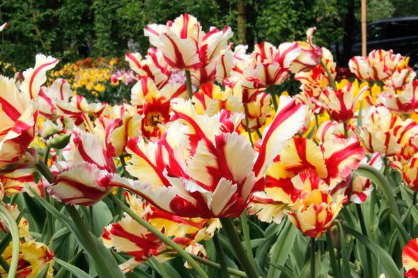 Попугайные тюльпаны: Рококо Дабл, Эстелла Рижнвельд и другие