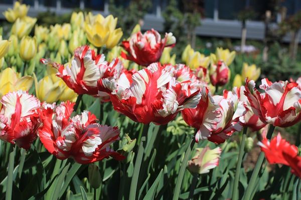 Попугайные тюльпаны: Рококо Дабл, Эстелла Рижнвельд и другие