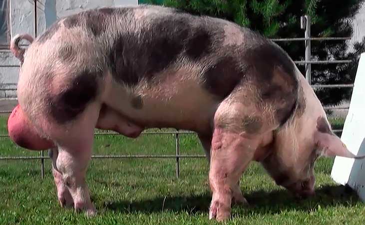 Порода свиней Мастер видео, фото и описание