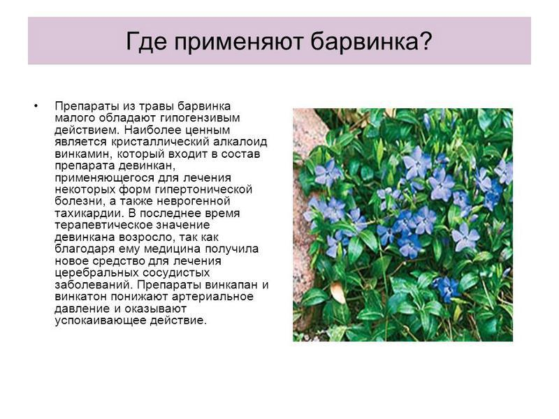 Посадка и уход за барвинком в открытом грунте, способы размножения + описание и свойства цветка, разновидности с фото
