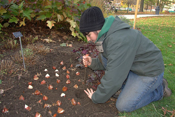Посадка тюльпанов осенью в открытый грунт: правила