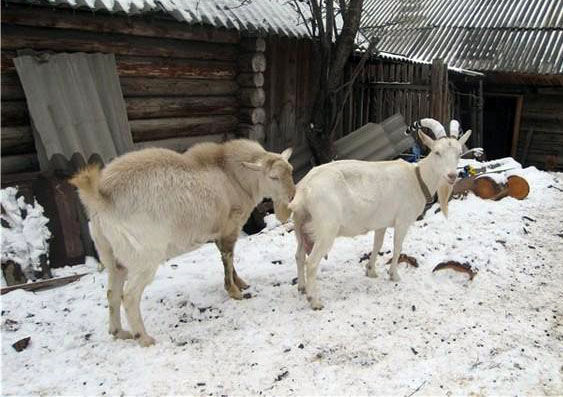 Признаки половой охоты и ее длительность у козы