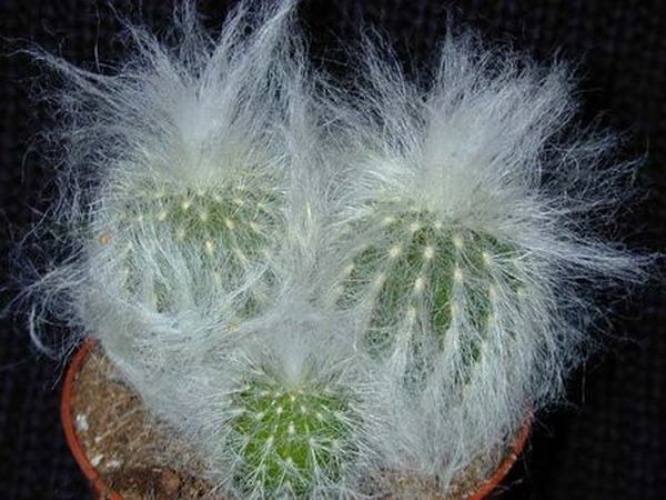 Пушистый кактус Эспостоа: описание и уход за растением