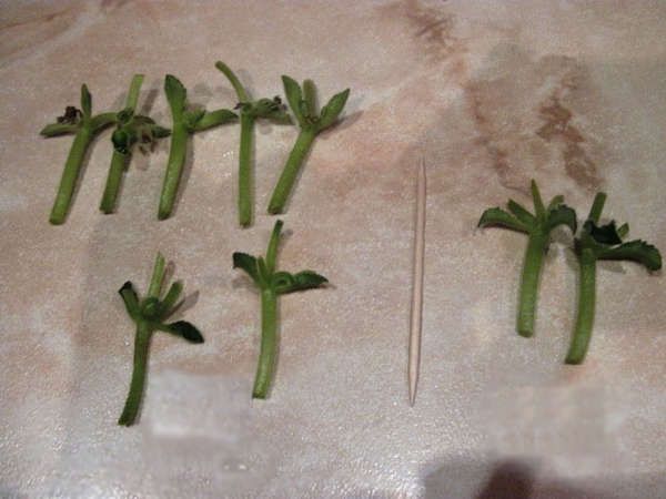 Размножение фиалок листом, цветоносом и семенами