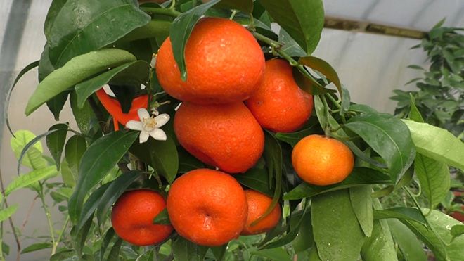 Разновидность мандаринов: описание сортов без косточек, фото плодов, классификация