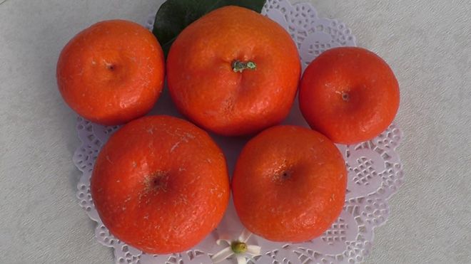 Разновидность мандаринов: описание сортов без косточек, фото плодов, классификация