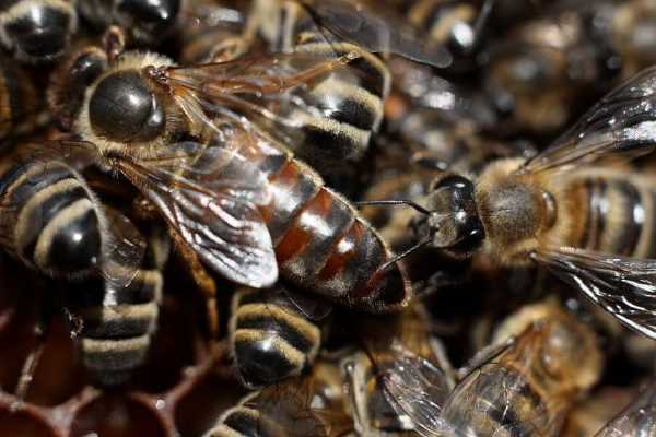 Роение пчел и меры его предупреждения