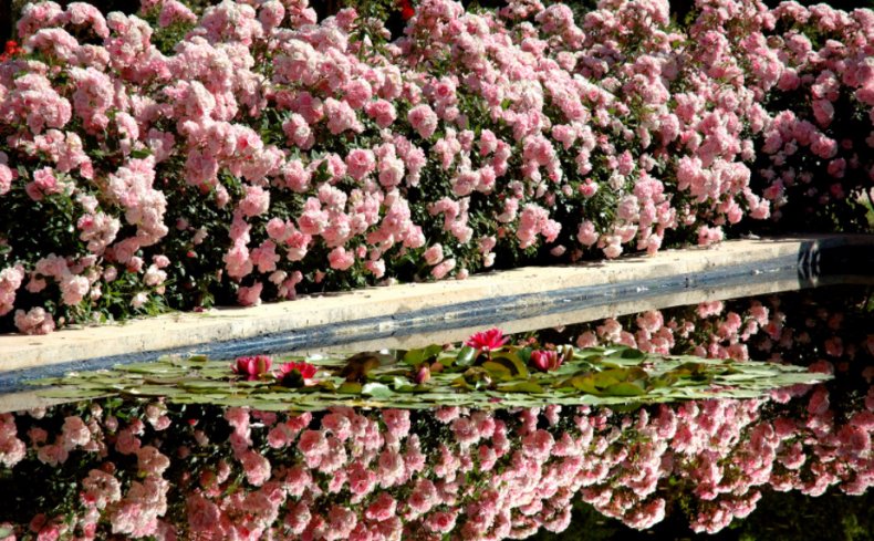 Роза Боника: описание и фото цветка, варианты применения в дизайне ландшафтов + правила посадки и ухода за флорибундой