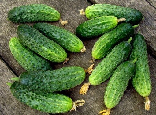 Самоопыляемые сорта огурцов для открытого грунта