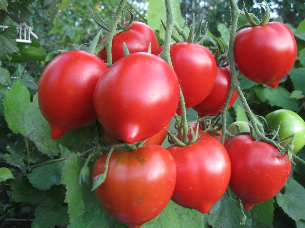 Схема посадки помидоров и расстояние между ними