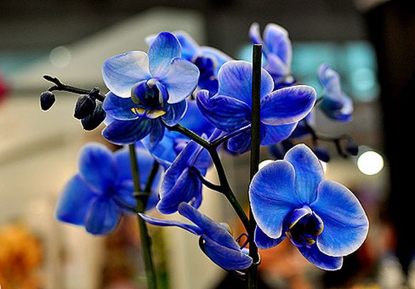 Синие орхидеи крашеные или настоящие: бывают ли такие в природе