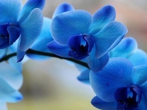 Синие орхидеи крашеные или настоящие: бывают ли такие в природе