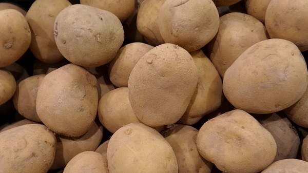Сорт картофеля «Ермак»: фото и описание