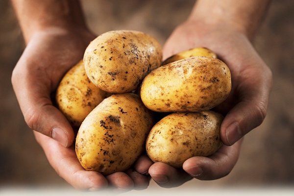 Сорт картофеля Янка: фото и описание