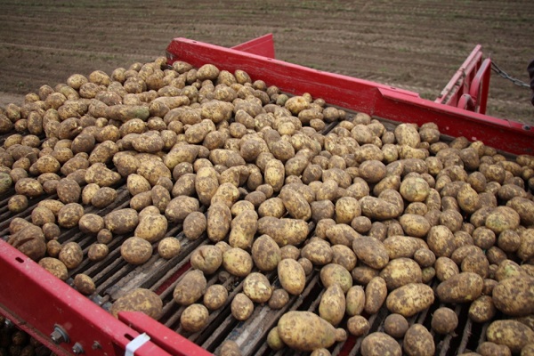 Сорт картофеля Янка: фото и описание