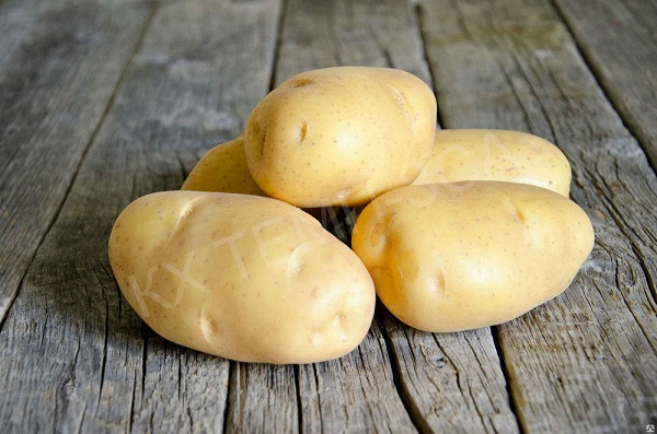 Сорт картофеля Темп: фото и описание