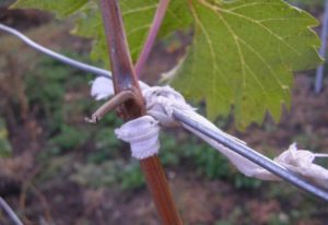 Способы подвязки винограда