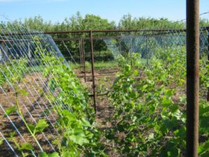 Способы подвязки винограда