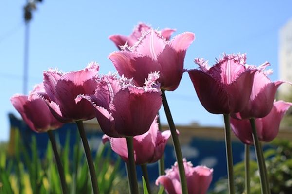 Тюльпан бахромчатый: описание и характеристика вида