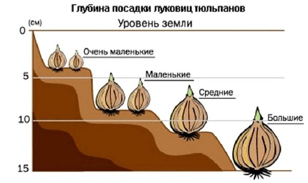 Тюльпан Блю Даймонд: правила посадки и секреты ухода