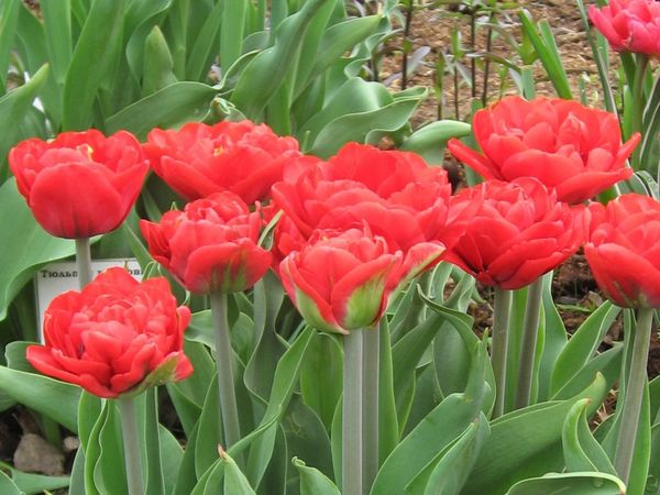 Тюльпаны махровые пионовидные: описание и характеристика