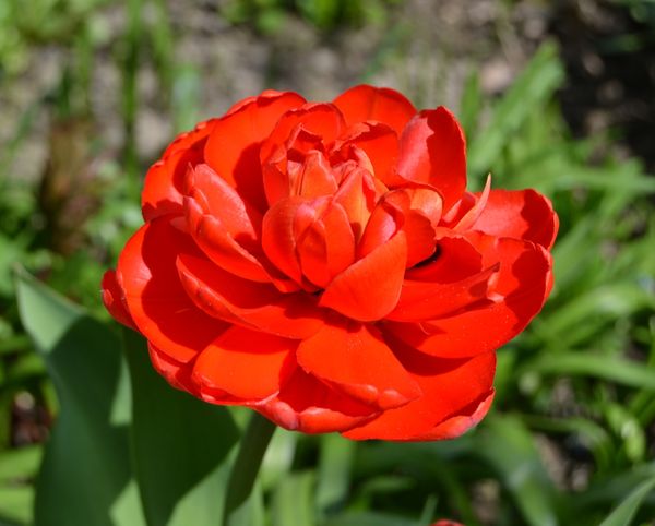 Тюльпаны махровые пионовидные: описание и характеристика