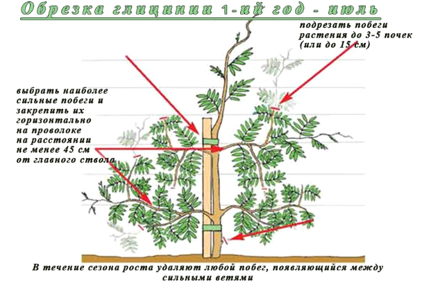 Уход и выращивание глицинии в открытом грунте, способы размножения + описание, фото и применение растения в ландшафте