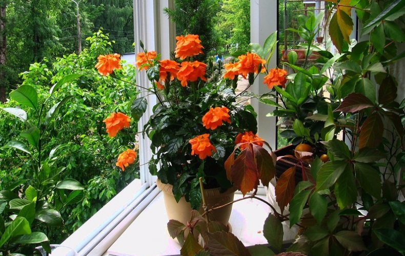 Уход за кроссандрой в домашних условиях, способы размножения, проблемы выращивания + описание цветка, виды с фото