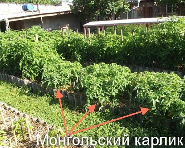 В чем уникальность супердетерминантного томата Монгольский карлик