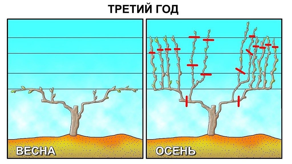 Схема подрезки винограда по годам