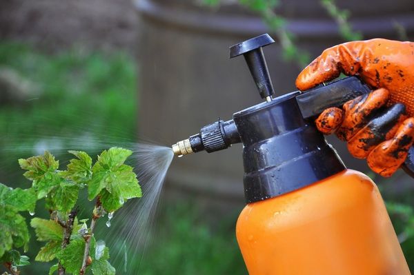 Весенняя обработка кустов смородины и крыжовника от болезней и вредителей