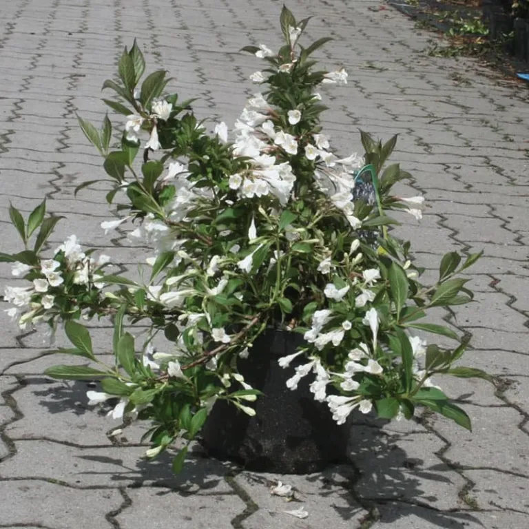 Вейгела Блэк энд Вайт