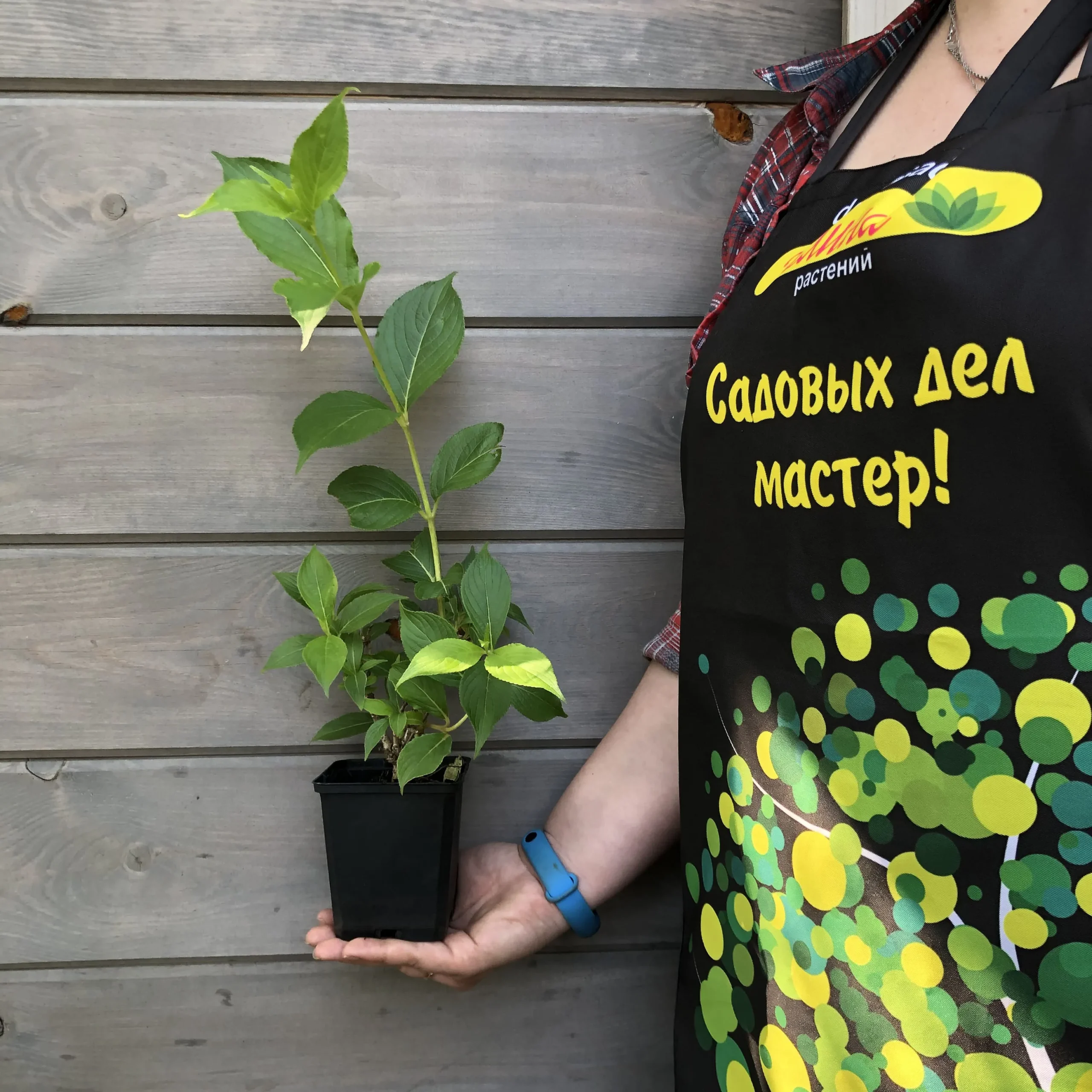 Вейгела Марджори