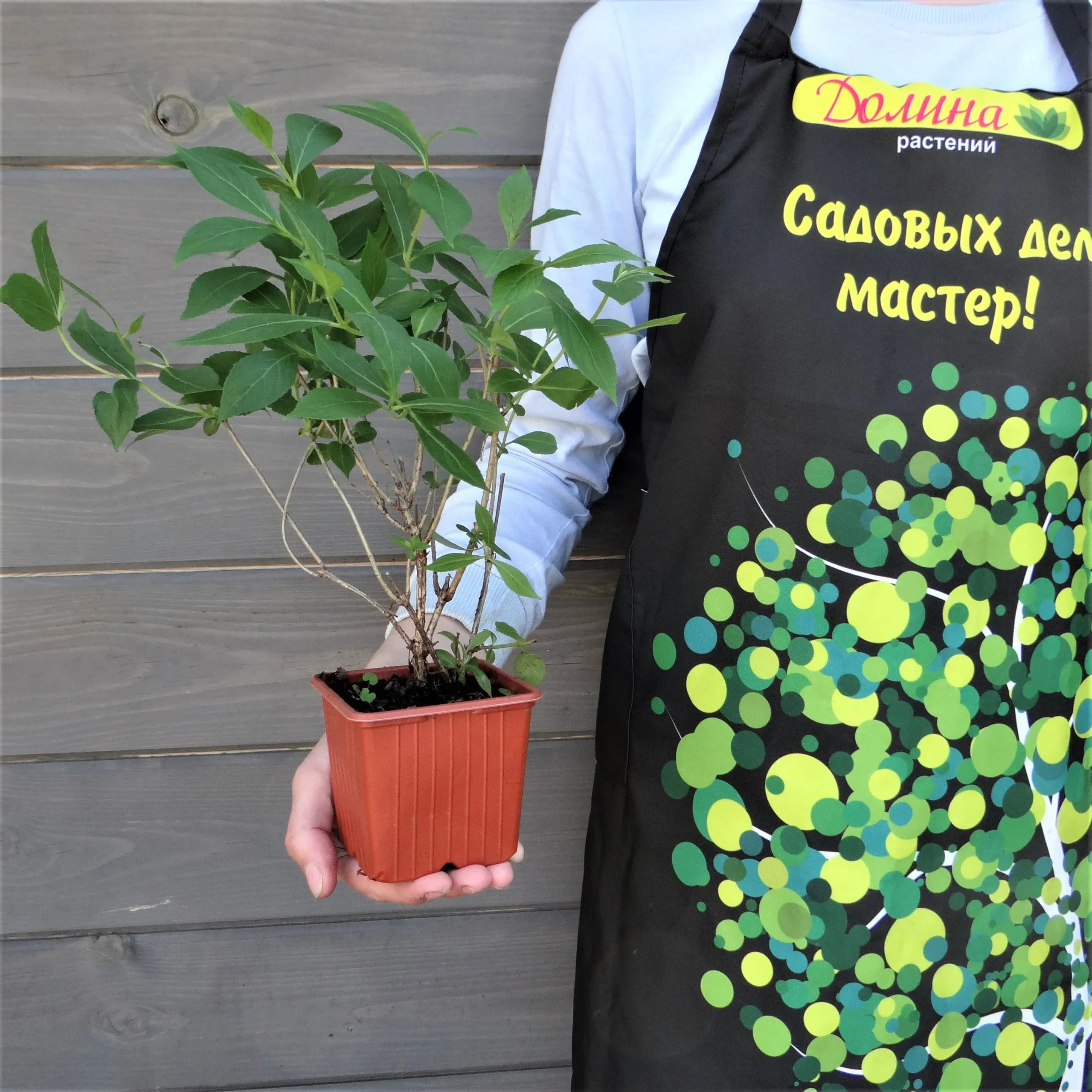 Вейгела Минуэт