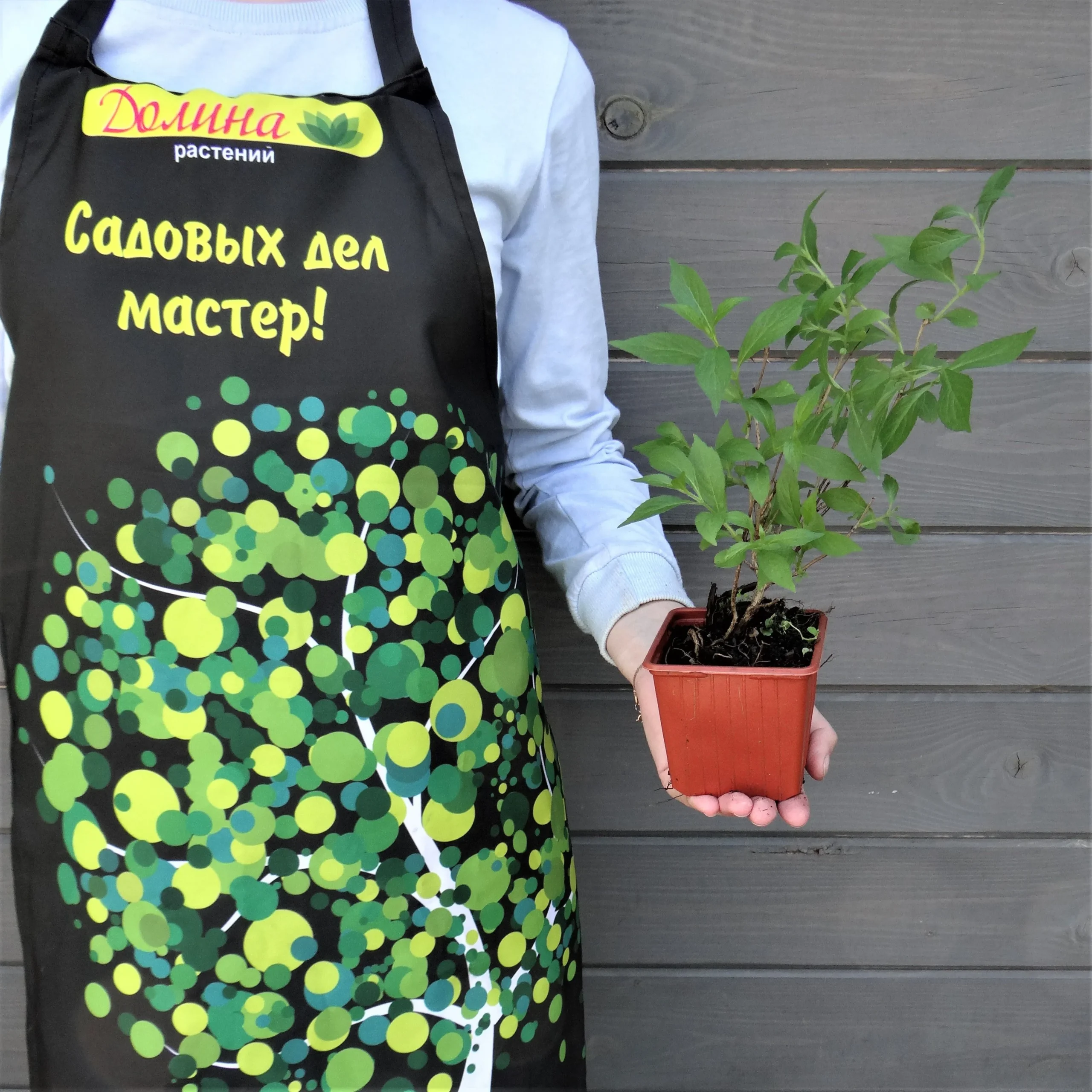 Вейгела Пикобелла Роза
