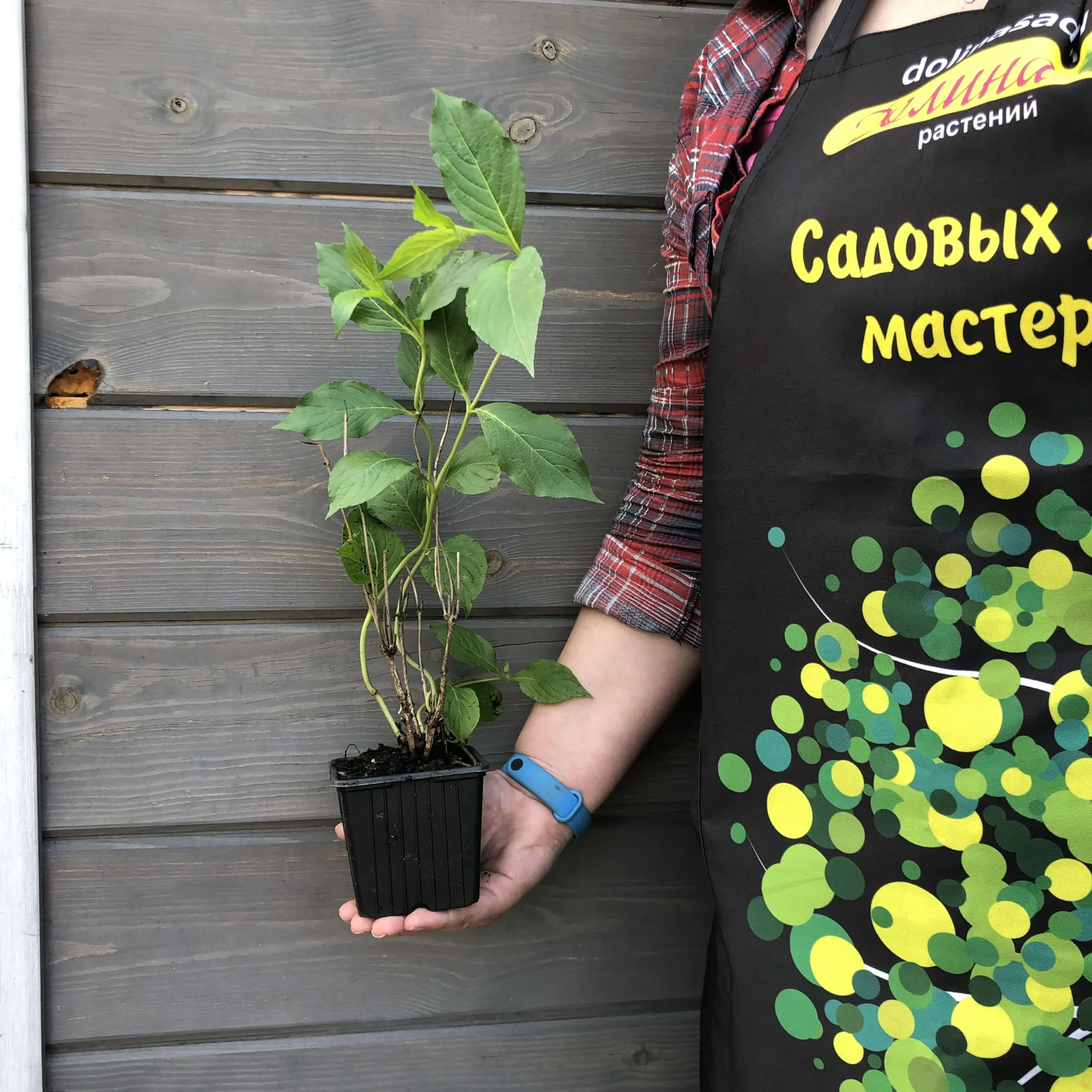 Вейгела Розеа