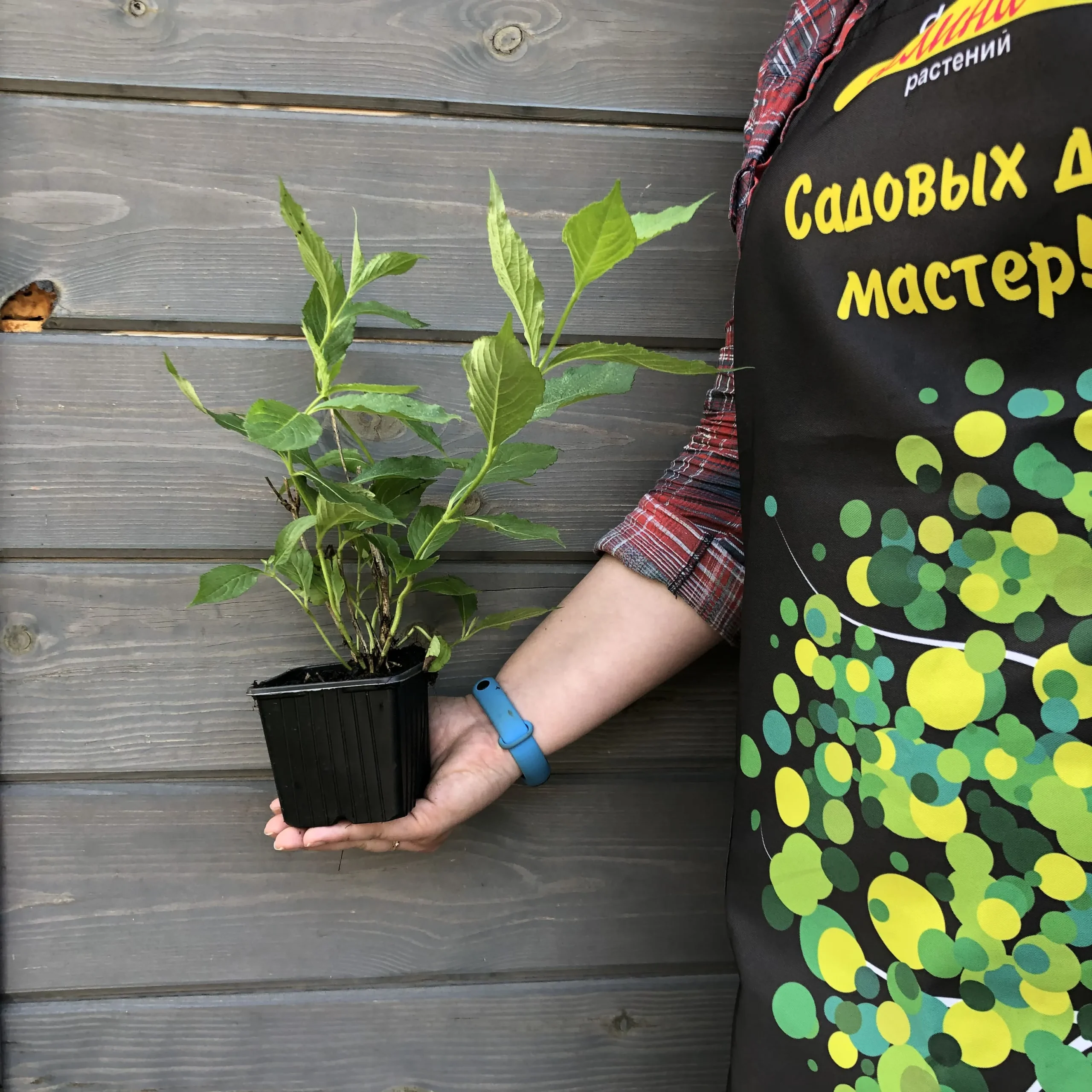 Вейгела Сноуфлейк