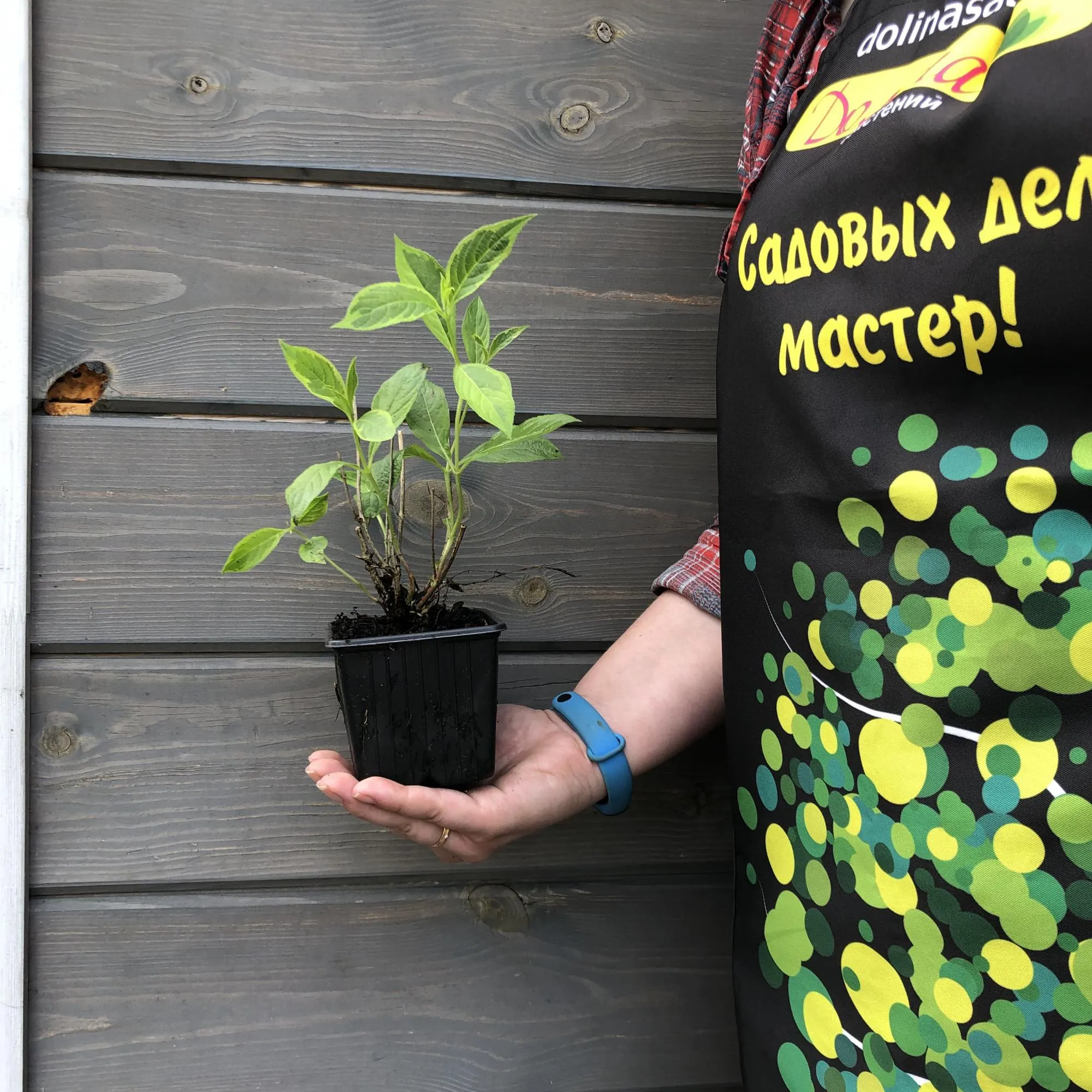 Вейгела цветущая Бригела