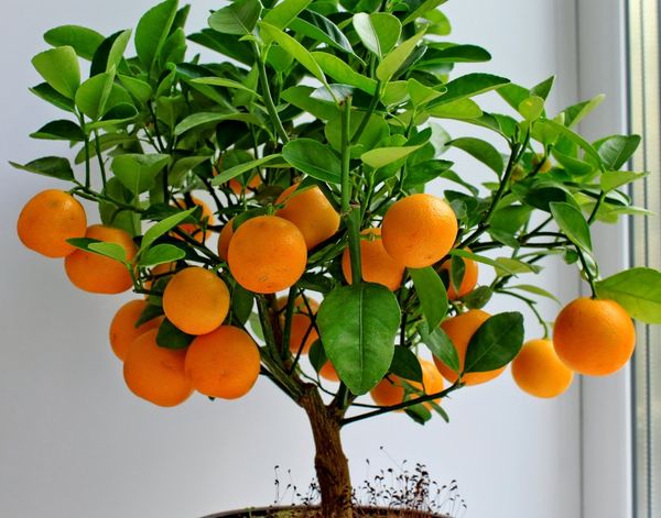 Виды цитрусовых: обзор плодовых комнатных растений