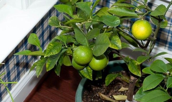 Виды цитрусовых: обзор плодовых комнатных растений
