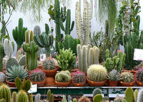 Виды кактусов: комнатные, цветущие, высокие и маленькие