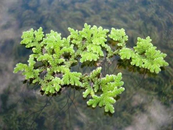Водные папоротники: виды растения для аквариума